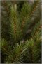 Triumph Tree Пихта Прелестная 215 см. - 73363 541685302