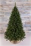 Triumph Tree Пихта Прелестная 215 см. - 73363 541685302