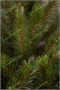 Triumph Tree Пихта Прелестная 230 см. - 73989 745171061