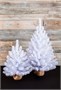 Triumph Tree Ель Исландская белоснежная в мешочке 90 см. - 73817 229609379