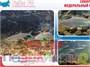 Учебно-образовательная коллекция "Знайка" "Биология Рыбы РФ" (Электронная версия) 1825266723