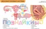Учебно-образовательная коллекция "Знайка" «Биология. Человек. Строение тела человека» (Электронная версия) 755996939