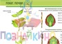 Учебно-образовательная коллекция "Знайка" «Биология. Растения. Грибы. Бактерии» (Электронная версия) 909327610