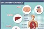 Учебно-образовательная коллекция "Знайка" «Окружающий мир 3 класс» часть 1. Человек и природа» (Электронная версия) 689694316