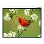 Настенный экран Lumien Master Picture LMP-100110 (4:3) 244x183 (236х175, MW) 1937110139