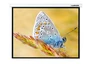 Экран с электроприводом Lumien Master Control LMC-100131 (16:10) 280x179 (270х169, MW) 239473332