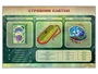 Электрифицированный стенд "Строение клетки" Zarnitza 1826077362