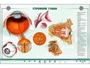 Интерактивный электрифицированный стенд "Строение органа зрения человека" с 3D-макетом Zarnitza 635562882