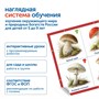 Модуль "Деревья, цветы, грибы России" Learning Resources MS0102/1 960749628