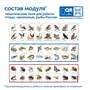 Модуль "Птицы, рыбы, насекомые России" Learning Resources MS0102/4 156215278