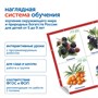Модуль "Овощи, фрукты, ягоды России" Learning Resources MS0102/2 1086243620