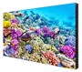 Профессиональная панель EliteBoard BK557FFLE 498643681