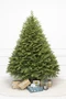Искусственная елка Эрмитажная 270 см., 100% литая хвоя, ЕлкиТорг (94270) 978630152