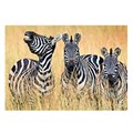 Пазл 500 "Зебры" # 91070