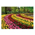 Пазл 500 "Парк тюльпанов, Нидерланды" # 91020